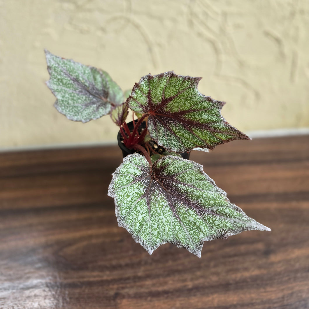 #R18 Begonia Arctic Snow