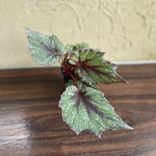 Load image into Gallery viewer, #R18 Begonia Arctic Snow