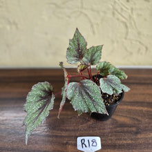 Load image into Gallery viewer, #R18 Begonia Arctic Snow