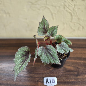#R18 Begonia Arctic Snow