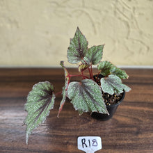 Load image into Gallery viewer, #R18 Begonia Arctic Snow