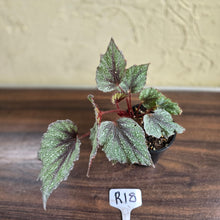 Load image into Gallery viewer, #R18 Begonia Arctic Snow