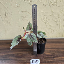 Load image into Gallery viewer, #R18 Begonia Arctic Snow