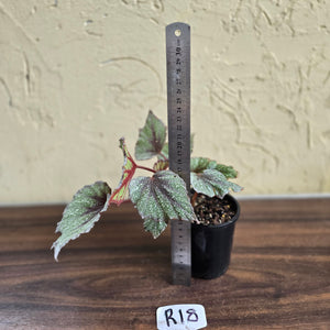 #R18 Begonia Arctic Snow