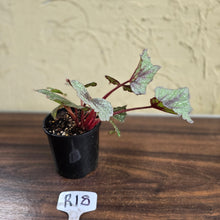 Load image into Gallery viewer, #R18 Begonia Arctic Snow