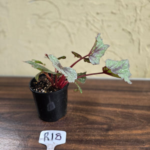 #R18 Begonia Arctic Snow