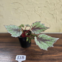Load image into Gallery viewer, #R18 Begonia Arctic Snow
