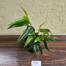 Load image into Gallery viewer, #R67 Begonia Komoensis