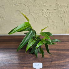 Load image into Gallery viewer, #R67 Begonia Komoensis