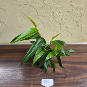 #R67 Begonia Komoensis
