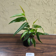 Load image into Gallery viewer, #R67 Begonia Komoensis