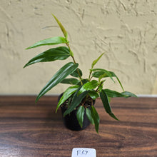 Load image into Gallery viewer, #R67 Begonia Komoensis