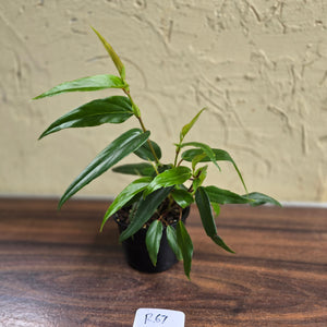 #R67 Begonia Komoensis