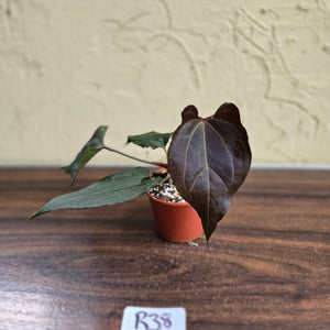 #R38 Anthurium Dark Complex
