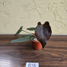 Load image into Gallery viewer, #R38 Anthurium Dark Complex