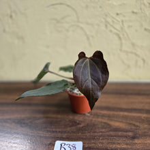 Load image into Gallery viewer, #R38 Anthurium Dark Complex