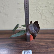 Load image into Gallery viewer, #R38 Anthurium Dark Complex