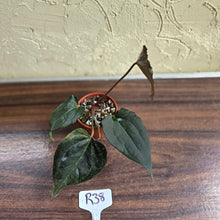Load image into Gallery viewer, #R38 Anthurium Dark Complex