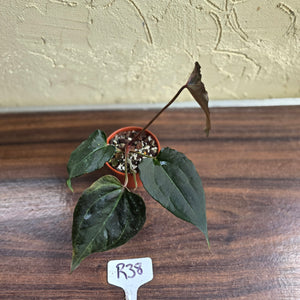 #R38 Anthurium Dark Complex