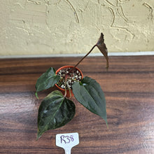 Load image into Gallery viewer, #R38 Anthurium Dark Complex