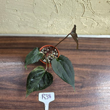 Load image into Gallery viewer, #R38 Anthurium Dark Complex