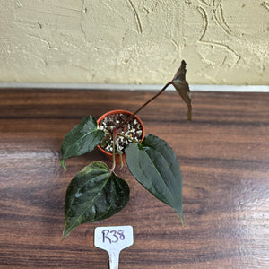 #R38 Anthurium Dark Complex