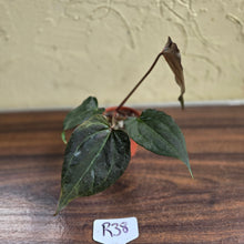 Load image into Gallery viewer, #R38 Anthurium Dark Complex