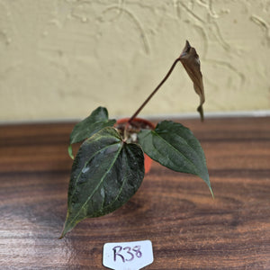 #R38 Anthurium Dark Complex