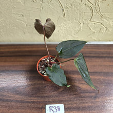 Load image into Gallery viewer, #R38 Anthurium Dark Complex