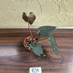 #R38 Anthurium Dark Complex