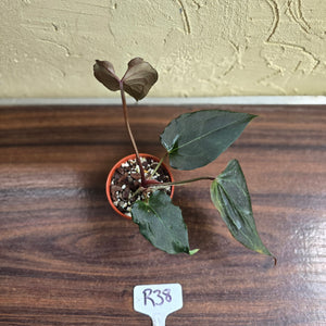 #R38 Anthurium Dark Complex