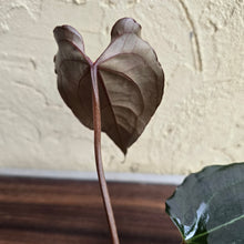 Load image into Gallery viewer, #R38 Anthurium Dark Complex