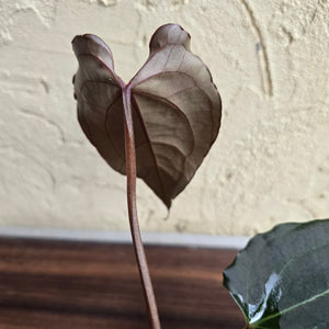 #R38 Anthurium Dark Complex