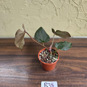 #R38 Anthurium Dark Complex