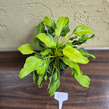 Load image into Gallery viewer, #R5 Multi-headed Variegated Thaumatophyllum Xanadu