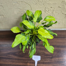 Load image into Gallery viewer, #R5 Multi-headed Variegated Thaumatophyllum Xanadu