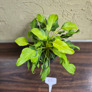 #R5 Multi-headed Variegated Thaumatophyllum Xanadu