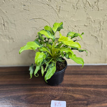 Load image into Gallery viewer, #R5 Multi-headed Variegated Thaumatophyllum Xanadu