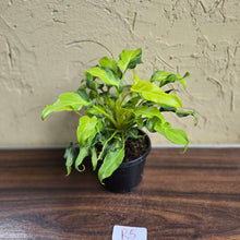Load image into Gallery viewer, #R5 Multi-headed Variegated Thaumatophyllum Xanadu