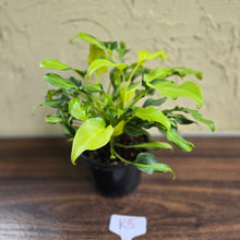 Load image into Gallery viewer, #R5 Multi-headed Variegated Thaumatophyllum Xanadu