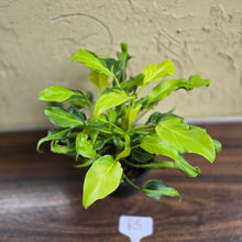 Load image into Gallery viewer, #R5 Multi-headed Variegated Thaumatophyllum Xanadu