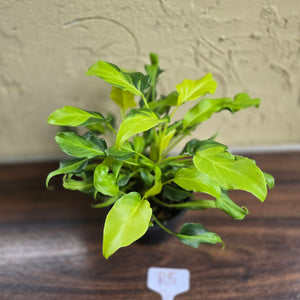 #R5 Multi-headed Variegated Thaumatophyllum Xanadu