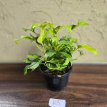 Load image into Gallery viewer, #R5 Multi-headed Variegated Thaumatophyllum Xanadu