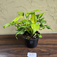 Load image into Gallery viewer, #R5 Multi-headed Variegated Thaumatophyllum Xanadu
