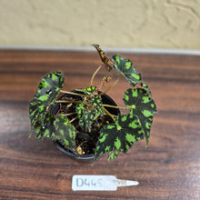 Load image into Gallery viewer, #D448 Begonia Tiger Paws