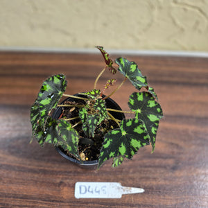 #D448 Begonia Tiger Paws