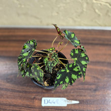 Load image into Gallery viewer, #D448 Begonia Tiger Paws