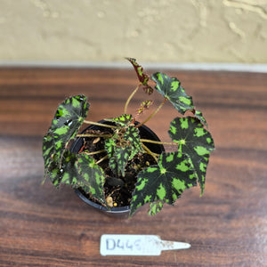 #D448 Begonia Tiger Paws