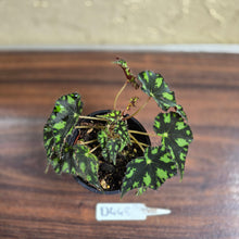 Load image into Gallery viewer, #D448 Begonia Tiger Paws