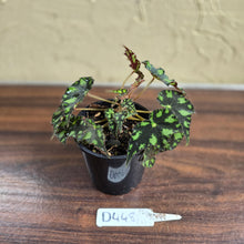 Load image into Gallery viewer, #D448 Begonia Tiger Paws